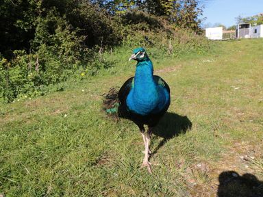 A peacock walking on grass outdoors at Maple Lodge in Whitby