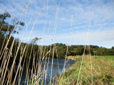 A river with grass in the foreground at Ty Twt Teifi in Tregaron