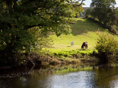 A river with a cow and a horse grazing in a field at Ty Twt Teifi Tregaron
