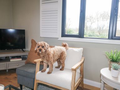 A small dog standing on a white cushioned wooden chair in a room with a television and a table with plants by a window at Holm Oaks Cottage in Busbridge near Godalming