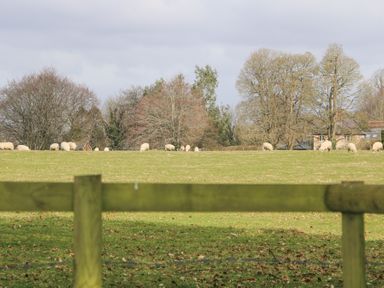 A grassy field with sheep grazing and trees in the background at Holm Oaks Cottage in Busbridge near Godalming