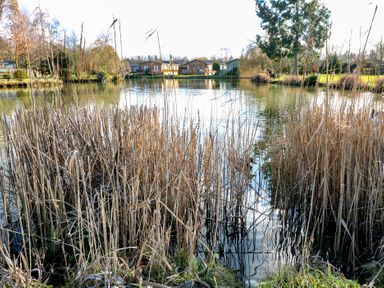 A pond with tall reeds and houses in the background at Stones Throw Marston near Barkston