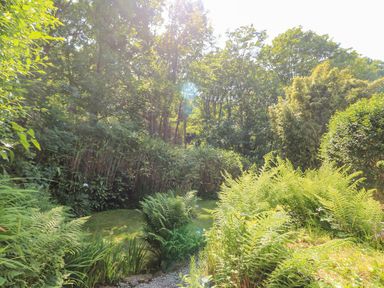 A garden with ferns shrubs and trees in sunlight at 2 Rose Cottage in St Agnes