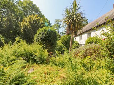 A garden with ferns bushes and a tall palm tree beside a white cottage at 2 Rose Cottage in St Agnes