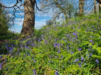 A field of bluebells and ferns near trees at Court House Cottage in Gatcombe near Blakeney