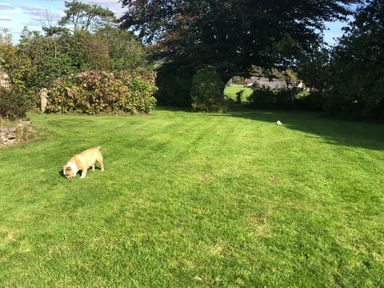 A garden with a dog on the grass and bushes in the background at Greenhaven in Narberth