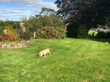 A garden with green grass red flowers bushes trees and a dog on the grass at Greenhaven in Narberth