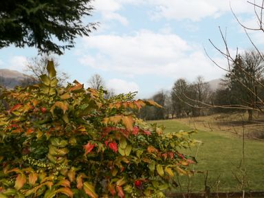 A bush with green and red leaves in front of a grassy field with trees and hills in the background at Swifts Reach Lodge Kirkstone 10 Limefitt Park near Windermere