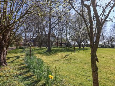 A garden with trees and daffodils near a house at Garden Cottage in Upottery