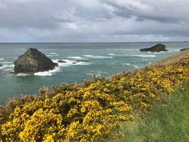 A coastal scene with two rocky islands in the sea and yellow flowering bushes in the foreground at The Cow Shed in Porthcothan near Mawgan Porth