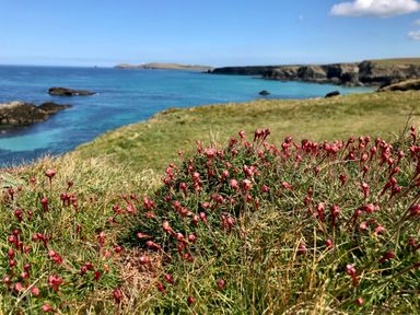 A coastal landscape with grass and small pink flowers near cliffs and blue ocean at The Cow Shed in Porthcothan near Mawgan Porth