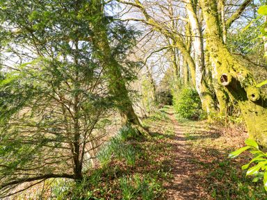 A dirt path surrounded by trees and plants in a wooded area at Millers Loft in Modbury