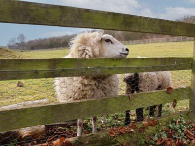 A sheep and a lamb behind a wooden and wire fence in a grassy field at Beech Tree Cabin in Goodmanham near Market Weighton