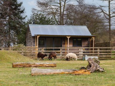 A small wooden cabin with a corrugated metal roof behind a wooden fence with three sheep grazing on grass and logs lying on the ground at Beech Tree Cabin in Goodmanham near Market Weighton