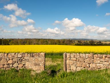 A field of yellow flowers with a stone wall and blue sky at Aubretia Trail in Akeld near Wooler