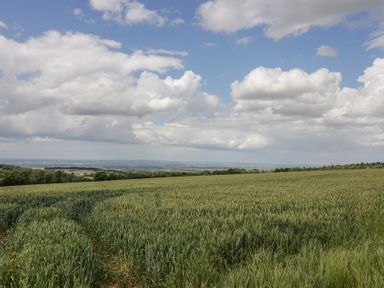 A green field with crops under a blue sky with clouds at Casa De Rhu in Evesham