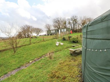 A grassy outdoor area with three white geese near a green yurt and a green building with a fenced area at Blaidd Bach in Carmarthen