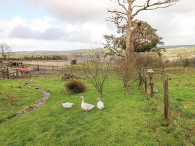 A grassy field with three geese near a small stream and fenced area with horses in the background at Blaidd Bach in Carmarthen