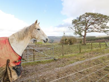 A horse wearing a red blanket near a metal gate and fenced area with a tree in the background at Blaidd Bach in Carmarthen