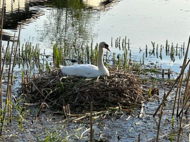 A swan sitting on a nest made of reeds in a body of water at Lakeside 18 in Carnforth