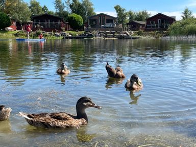 A lake with ducks swimming and people paddleboarding near cabins and trees at Lakeside 18 in Carnforth