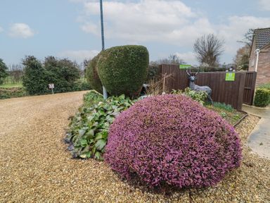 A garden area with a gravel path, shaped green bushes, purple flowers, and a deer statue near a brown wooden fence at Chantelles in Holbeach