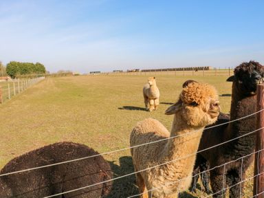 A fenced grassy field with several alpacas standing near the fence at Alpaca Lodge in Barkston