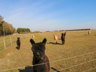 A group of alpacas standing in a fenced grassy field under a blue sky at Alpaca Lodge in Barkston