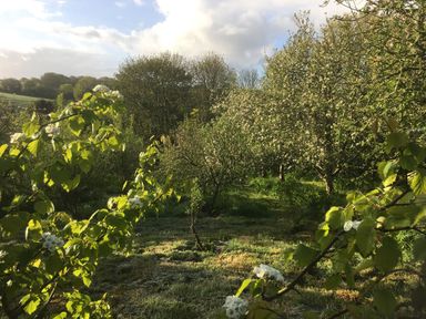 A garden with trees and flowers at Stribleys Barn in Cusgarne
