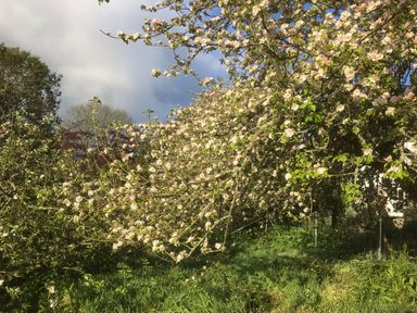A flowering tree in a garden at Stribleys Barn, Cusgarne