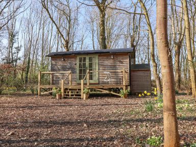 A wooden shepherds hut in a forest clearing with flowers in pots at Woodlands Retreat Shepherds Hut Brundish near Laxfield