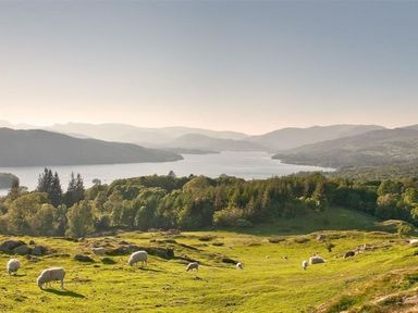 A grassy hillside with sheep grazing and a lake surrounded by hills at Bellflower Cottage in Windermere
