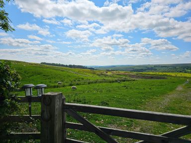 A view of sheep in a field from a gate at Petty Knowes Cottage Rochester near Otterburn