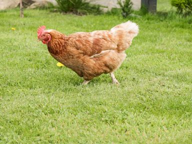 A brown chicken standing on green grass outside