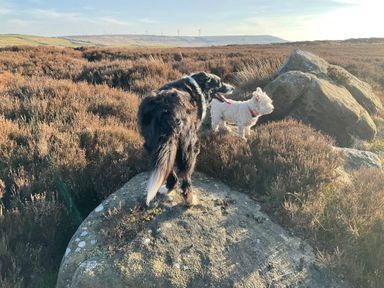 Two dogs standing on a rock in an open field with heather and hills in the background at Little Acre in Oxenhope