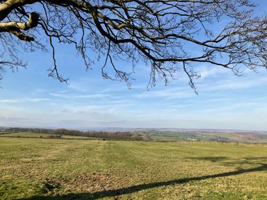 A grassy field with leafless tree branches overhead and distant hills under a blue sky