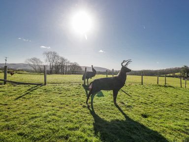 A deer sculpture in a field with a fence at High Ickenthwaite Farmhouse in Ulverston