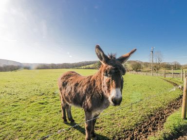 A donkey standing in a field at High Ickenthwaite Farmhouse in Ulverston
