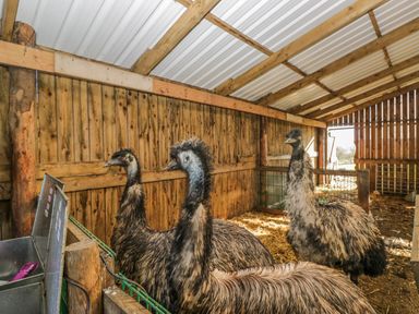 Three emus inside a barn at High Ickenthwaite Farmhouse in Ulverston