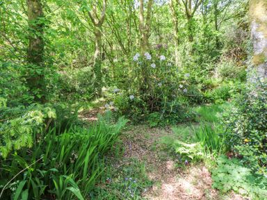 A wooded garden area with trees shrubs and a bush with white flowers at Llys Emrys in Beddgelert