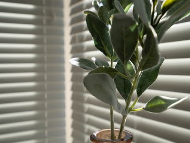 A close up of a plant with green leaves in a glass vase near window blinds at The Reef in Kessingland
