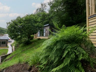 A building surrounded by trees and ferns at Elter Luxury Pod in Keswick