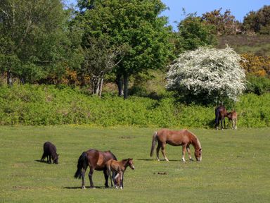 A field with five horses grazing near trees and bushes at Plimoth N9 in Yarmouth
