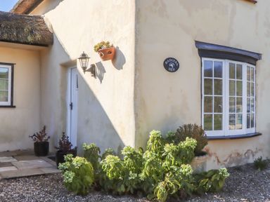 Exterior corner of a beige house with a white door a window a hanging plant a wall lamp and green shrubs at Badgers Den in Budleigh Salterton