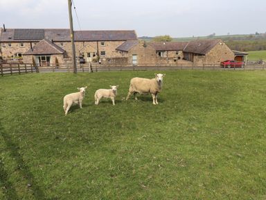A grassy field with three sheep in front of stone farm buildings and a red car at Folly View in Eglingham