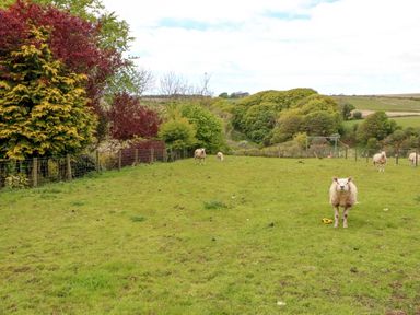 A grassy field with sheep and trees in the background at Kirkland Howe Cottage in Arlecdon