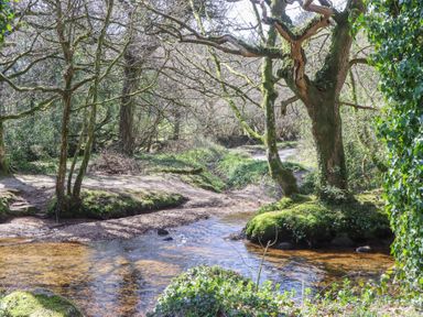 A shallow stream flowing through a wooded area with trees and moss at 2 New Mill Cottages in North Bovey