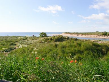 A landscape with grass, flowers, and water at Seafield Coach House in Alnmouth