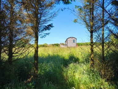 A shepherd's hut in a field surrounded by trees at Fir Tree Shepherd's Hut in Llanon