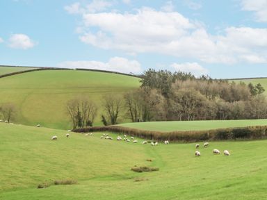 A landscape with grazing sheep on green fields at Westacombe Farm in Dunsford